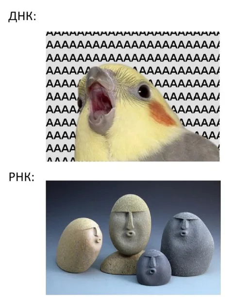 ДНК кричит, РНК молчит