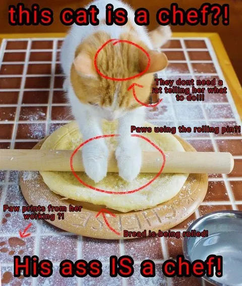 This Cat Is a Chef