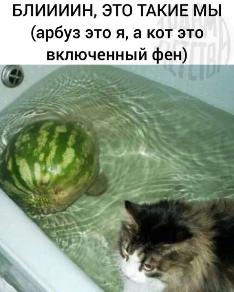 Арбуз и кот во включенном фене