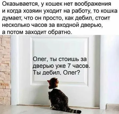 Кошка ждёт Олега за дверью
