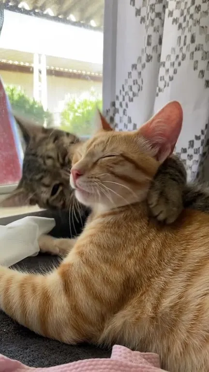 Рыжий кот обнимает котёнка