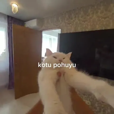 Коту похую на всё