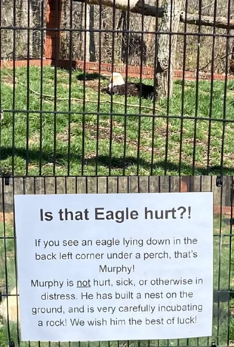 Eagle Incubating a Rock