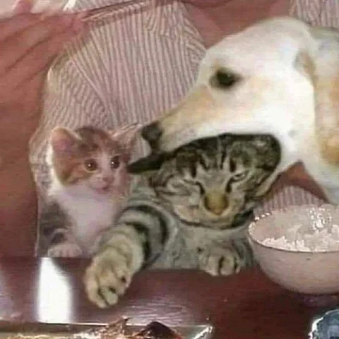 Котёнок под присмотром собаки