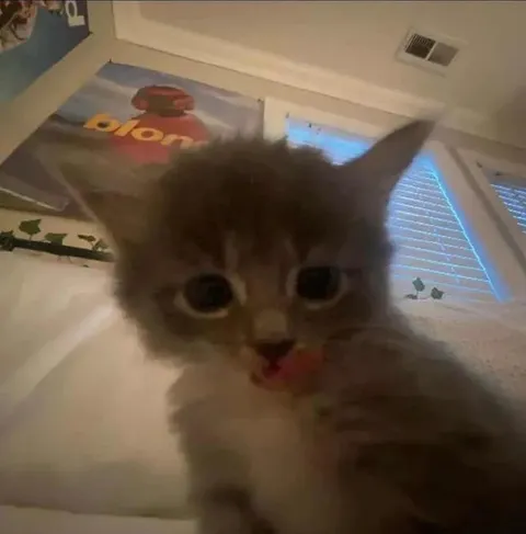 Wide-Eyed Kitten Reaction