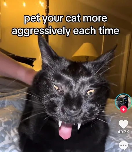 Pet Your Cat More Aggressively
