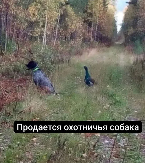 Продается охотничья собака