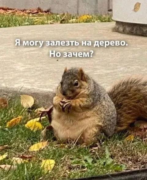 Белка не видит смысла лезть