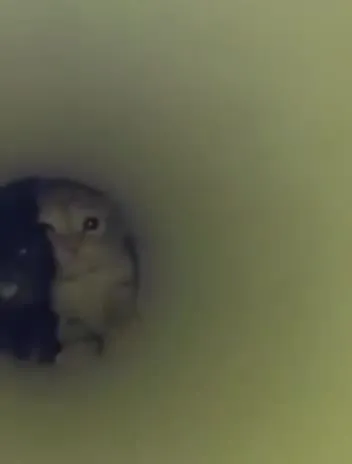 Котята в трубе