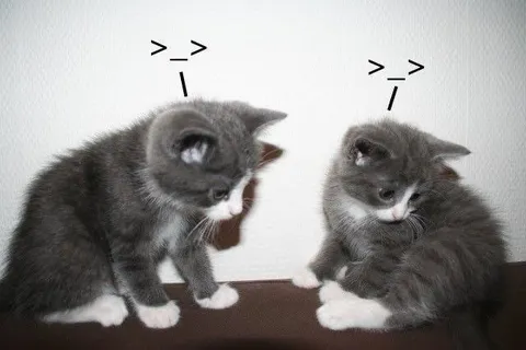 Два кота смотрят друг на друга