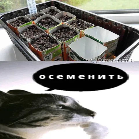 Кот хочет осеменить рассаду
