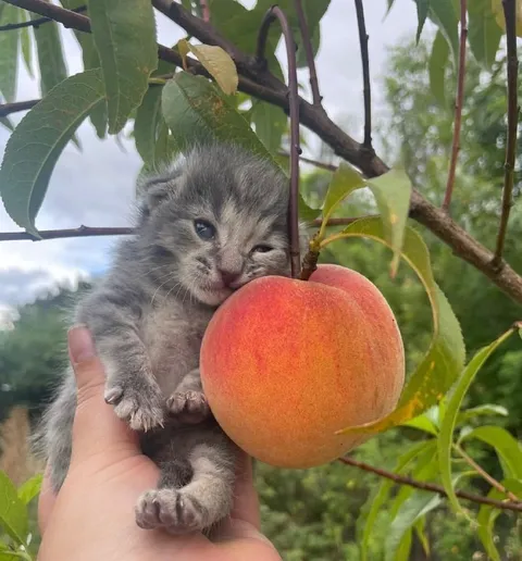 Котёнок и персик на ветке