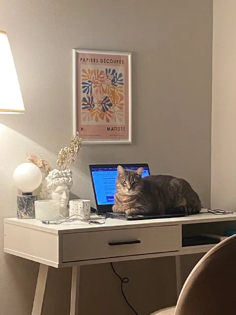 Chat travaille sur son ordinateur