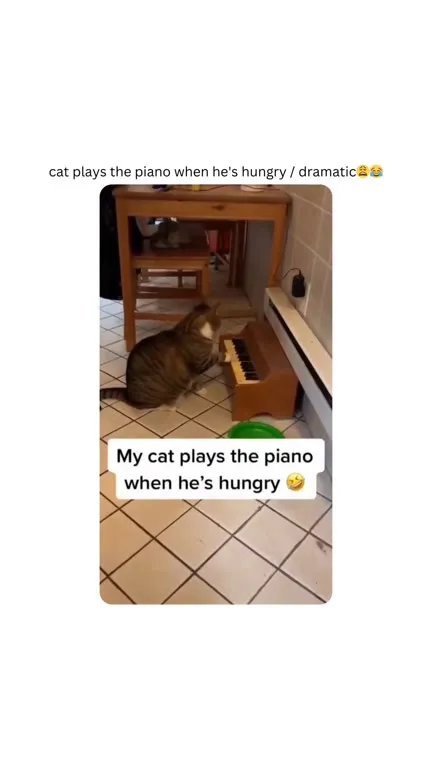 Hungry Cat Plays the Piano