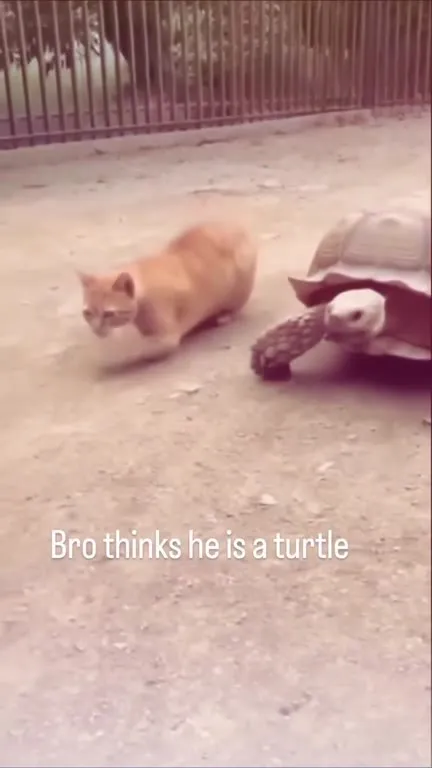 Cat Thinks It Is a Turtle