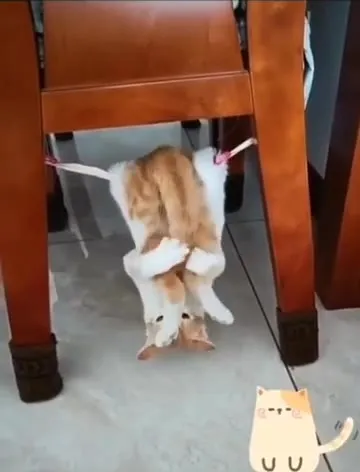 Кот застрял под стулом