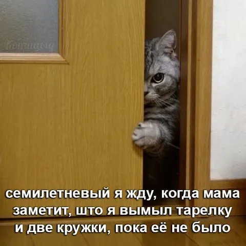 Семилетний ждёт похвалы