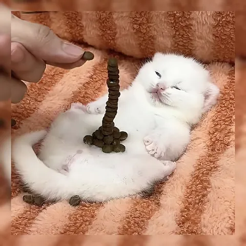 Котёнок и башня из монет