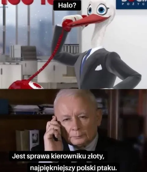 Najpiękniejszy polski ptak dzwoni