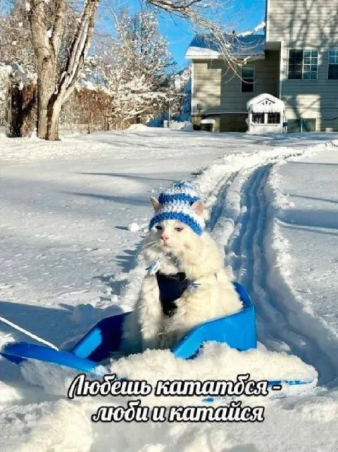 Кот катается в санках