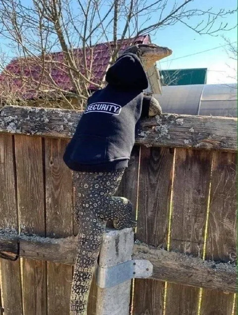 Lizard Security Guard Climbs Fence