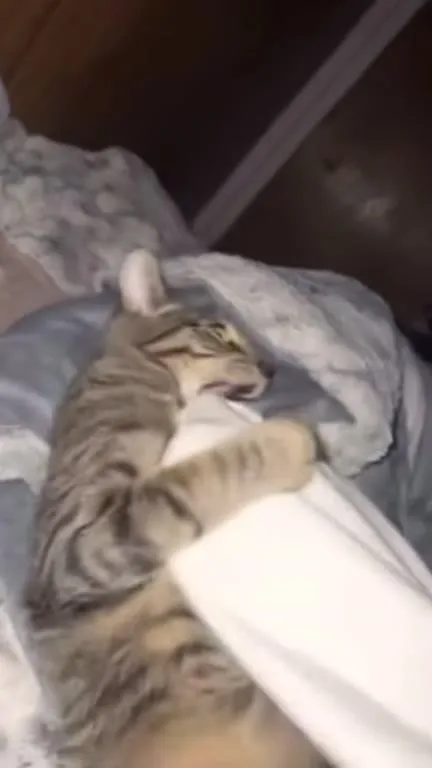 Кот яростно обнимает одеяло