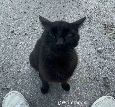 Чёрный кот с суровым взглядом
