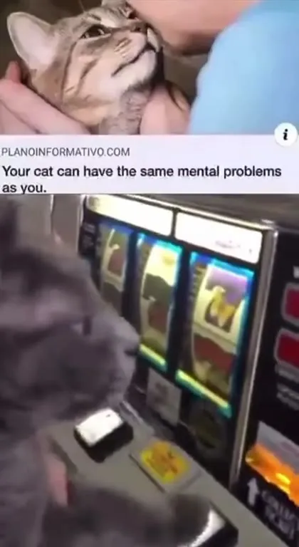 Cat Plays the Slot Machine