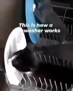 Cats Demonstrate a Dishwasher