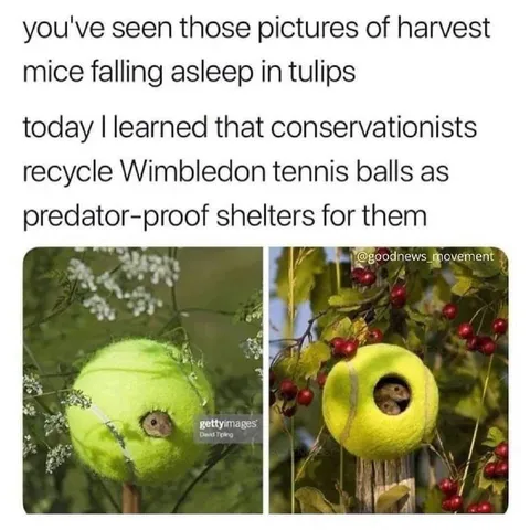 Tennis Ball Mouse Shelters