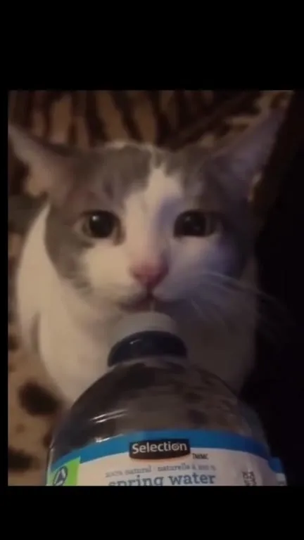 Cat Drinks From Water Bottle