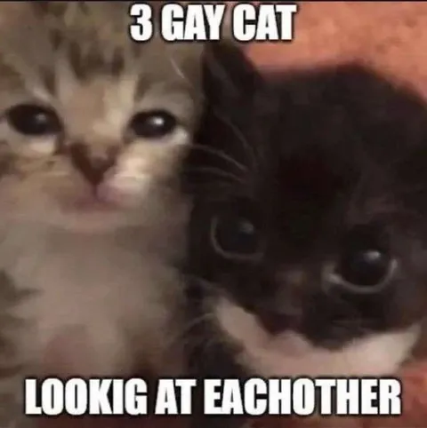 3 Gay Cats Looking at Each Other
