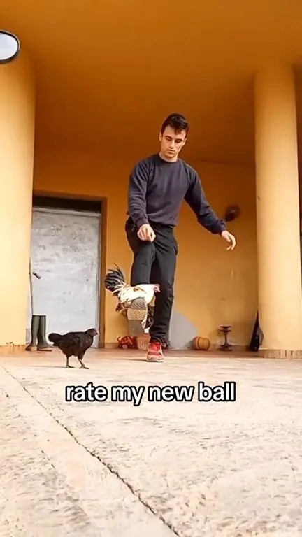 Rate My New Ball Chicken Kick