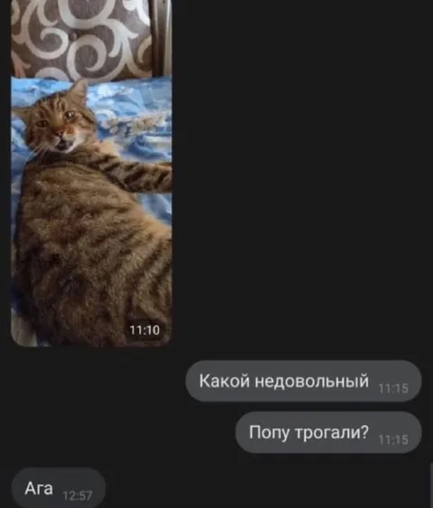Недовольный кот после попы