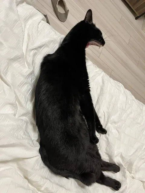 Кот растянулся на кровати