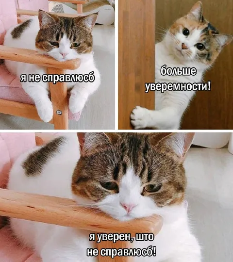 Кот уверен, что не справится