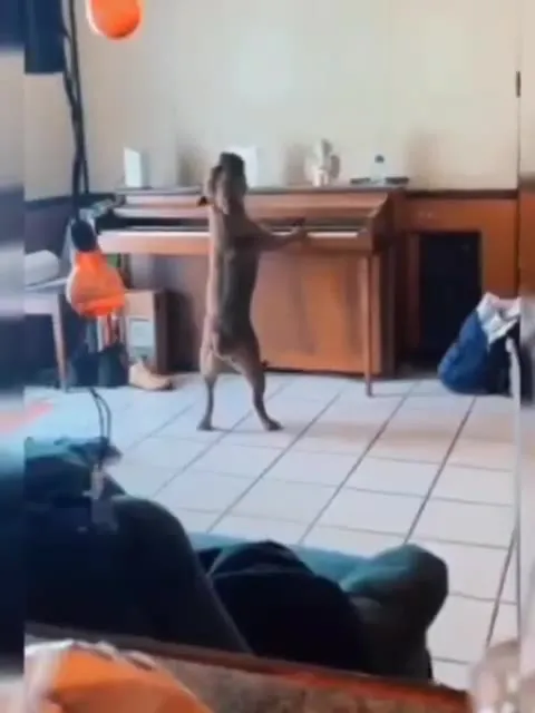Собака поёт у пианино