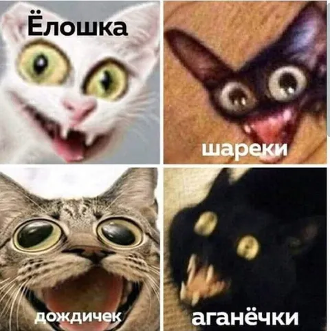 Коты с забавными подписями
