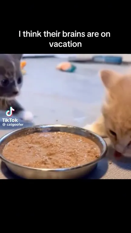 Kittens With Brains on Vacation