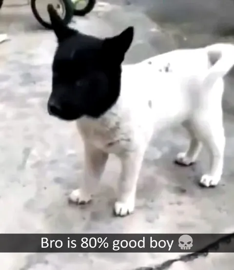 80% Good Boy