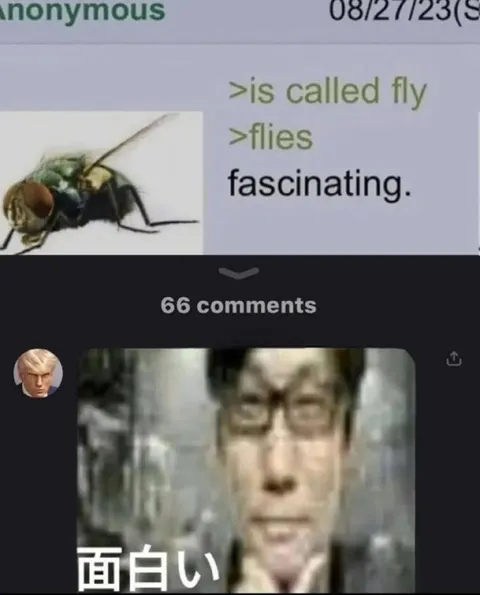 Flies Are Fascinating