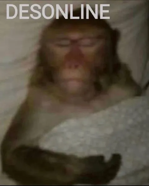 Desonline monkey in bed