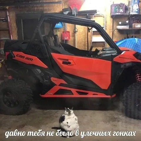 Кот возвращается в уличные гонки
