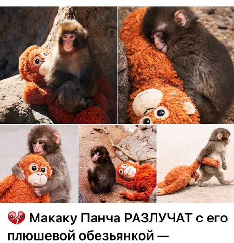 Макаку Панча разлучат с обезьянкой