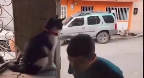 Кот раздаёт пощёчины прохожим