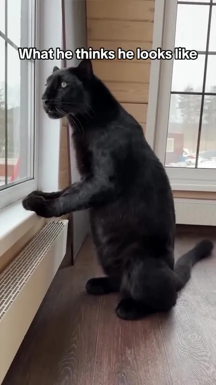 Cat Thinks He Looks Majestic