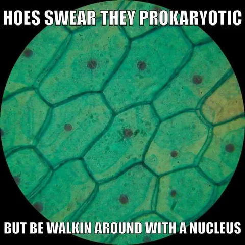 Prokaryotic With a Nucleus