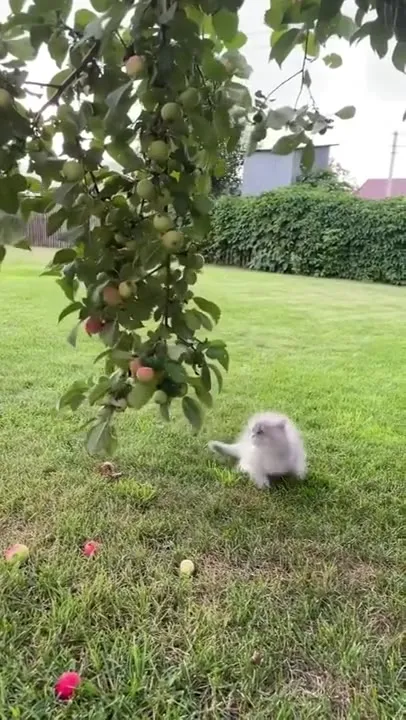 Котята пытаются достать яблоки