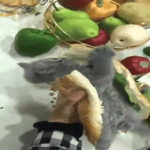 Крыса в лаваше
