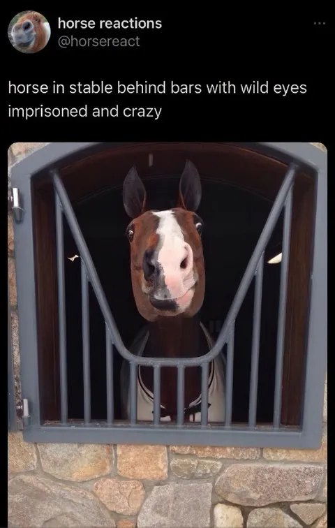 Horse Behind Bars With Wild Eyes